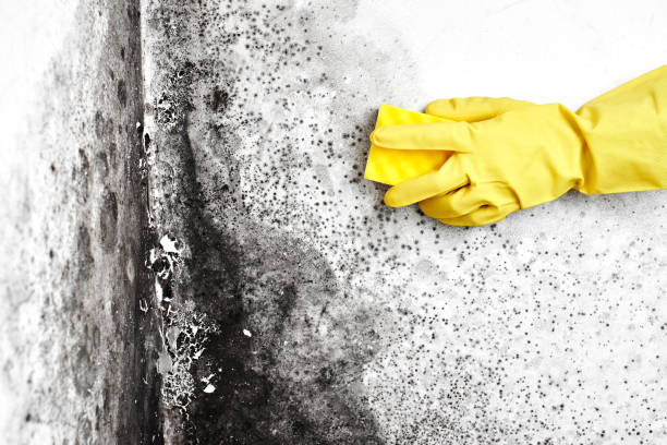 Best Best Mold Removal Companies  in Buckhorn, CA