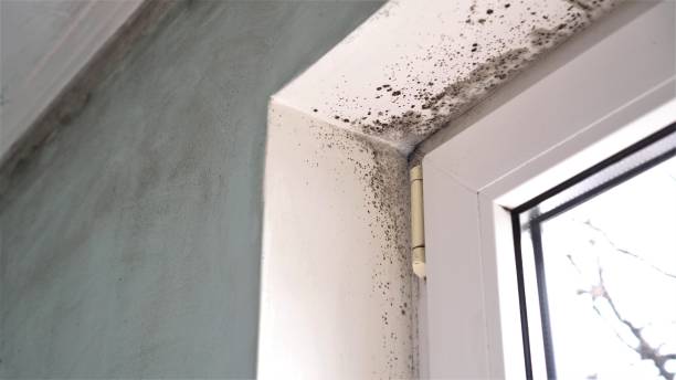 Professional Mold Removal in Buckhorn, CA