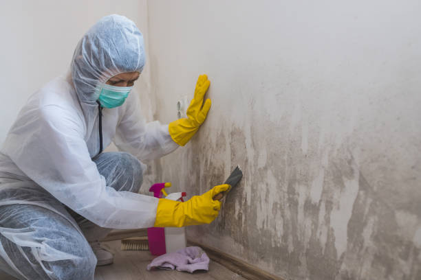 Best Mold Removal and Inspection  in Buckhorn, CA