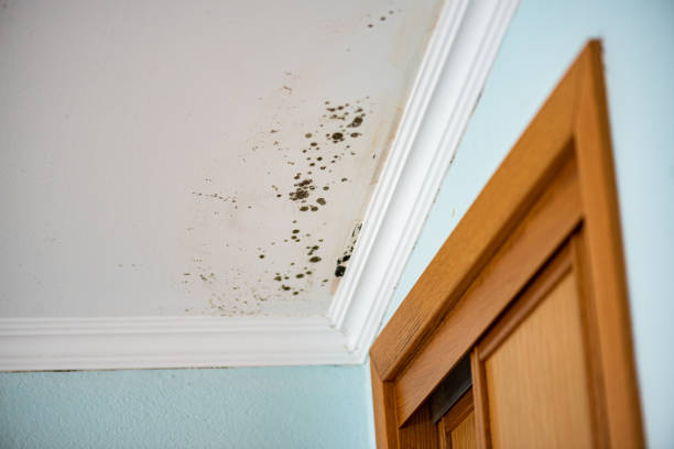 Best Same-Day Mold Removal  in Buckhorn, CA
