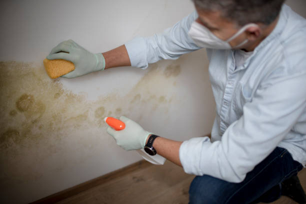 Best Attic Mold Removal  in Buckhorn, CA