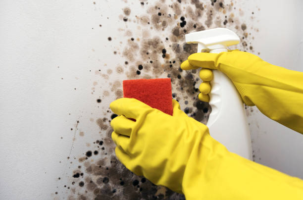 Best Certified Mold Removal  in Buckhorn, CA