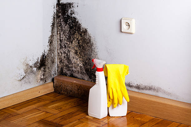 Best Emergency Mold Removal  in Buckhorn, CA