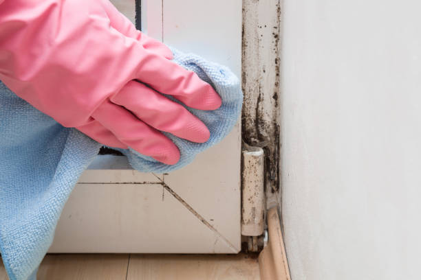 Best Mold Removal Process  in Buckhorn, CA