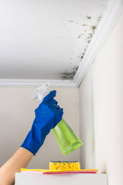 Best Residential Mold Removal  in Buckhorn, CA