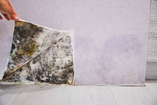 Best Local Mold Removal Service  in Buckhorn, CA